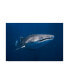 Фото #1 товара Barathieu Gabriel Whale Shark Canvas Art - 15" x 20"