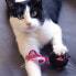 Фото #2 товара игрушка для котов Minnie Mouse Красный PET