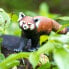 SAFARI LTD Red Panda Figure