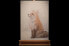Фото #6 товара Acrylbild handgemalt Rat des Fuchses
