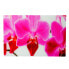 Фото #1 товара Картина MCW Glasbild T117 Orchidee 40x60 см