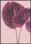 Фото #1 товара Anturium Blumenplakat