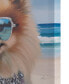 Фото #6 товара Beach Dogs Pomeranian Canvas Wall Art