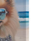 Beach Dogs Pomeranian Canvas Wall Art