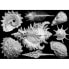 Фото #3 товара CLOUDBER Puzzle shells 1000 pieces