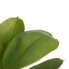 Фото #4 товара Декоративное растение Зеленый PVC Дуб 58 cm