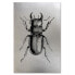 Bild auf leinwand Insekt Käfer Silber