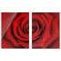 Фото #1 товара Панель защитная Bilderwelten Rose mit Wassertropfen