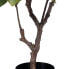 Фото #3 товара Декоративное растение 67 x 62 x 100 cm Зеленый Резиновый PVC