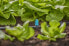 Gardena 13316-20 - Spray nozzle - Drip irrigation system - Plastic - Black - Green - 1 pc(s)