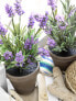 Фото #10 товара Искусственные цветы Lavendel Kunstpflanze 33 см