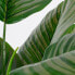 Фото #10 товара Kunstpflanze Calathea Orbifolia