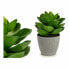 Фото #2 товара Декоративное растение Серый Зеленый (16 x 21 x 16 cm) (6 штук)