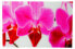 Glasbild T117 Orchidee