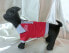 Фото #3 товара Одежда для собак DoggyDolly Koszulka polo, синяя, XL 33-35см/51-53см