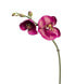 Orchidee Phalaenopsis Budy