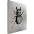 Bild auf leinwand Insekt Käfer Silber