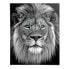 Poster Blue Eyed Lion