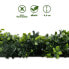 Pflanzenwand Boxwood