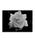 Фото #1 товара Kurt Shaffer Gardenia in Black and White Floating Brushed Aluminum Art - 22" x 25"