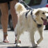 Фото #5 товара Линейка для собак i-DOG I-DOG Confort Elastique поводок