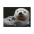 Фото #1 товара Puzzle Otter