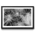 Gerahmtes Bild Dandelion