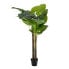 Фото #1 товара Декоративное растение искусственное BB Home Зеленый Филодендрон 75 x 60 x 155 см