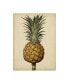Фото #1 товара George Brookshaw Brookshaw Antique Pineapple II Canvas Art - 36.5" x 48"