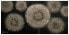 Фото #1 товара Картина ручной работы KUNSTLOFT Meer aus Pusteblumen - акриловое изображение 120х60 см