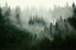 Фото #6 товара Fototapete Wald im Nebel Landschaft 3D
