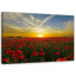 Фото #1 товара Bild Rote Mohnblumen bei Sonnenuntergang