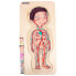 Фото #5 товара BELEDUC 5 In 1 Male Anatomy 29 Pieces Puzzle