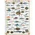 Puzzle Die Fische 1000 Teile