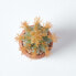 Фото #8 товара Искусственные цветы Homescapes Маленький искусственный кактус с оранжевыми шипами, в горшке из терракоты, 15 см.