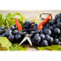Garden Scissors Stocker Fruit and vegetable harvesting Grapes 19 cm Forged steel