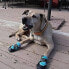 Фото #4 товара Healers Urban Walker Dog Boots - L/M - Teal
