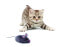 Фото #4 товара Innovation First HEXBUG 480-3031 - Cat - Interactive toy - Grey - CEm RoHS - Battery