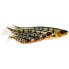 Фото #17 товара WESTIN Shad Teez Soft Lure 4g 70 mm