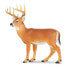 Фото #2 товара SAFARI LTD Whitetail Buck Figure