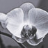 Canvas Orchid 65 x 2 x 95 cm Flower