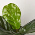 Фото #6 товара Ficus Lyrata – Geigenfeige künstlich