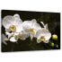 Фото #1 товара Bilder Orchideen Natur Blumen