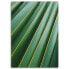 Фото #6 товара Leinwandbild Palme Blätter Pflanze Grün