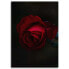 Wandbild Rote Rose Blume Natur