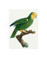 Barraband Parrot of the Tropics IV Canvas Art - 15" x 20"