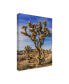 Rachel Perry Views of Joshua Tree III Canvas Art - 15" x 20"