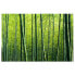 Фото #2 товара Обои Bilderwelten Бамбуковый лес