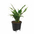 Self-watering flowerpot Elho Insert 28 Black Plastic 27,7 x 27,7 x 25,5 cm