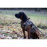 Фото #5 товара Защитный жилет ASD Boater´s Max-5 для собак